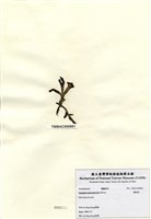 藏品(鳳尾菜)的圖片